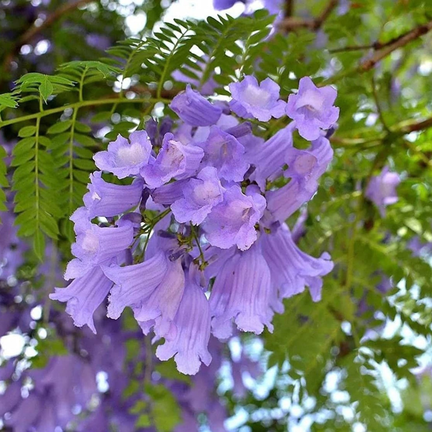Lavender Cloud Tree seeds from South Mountain Nursery, featuring small lavender-colored foliage suitable for fairy gardens.