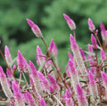 Packet of Southern Seeds Silver Bloom Plumes Celosia Spicata seeds with vibrant, feather-like silver blooms.