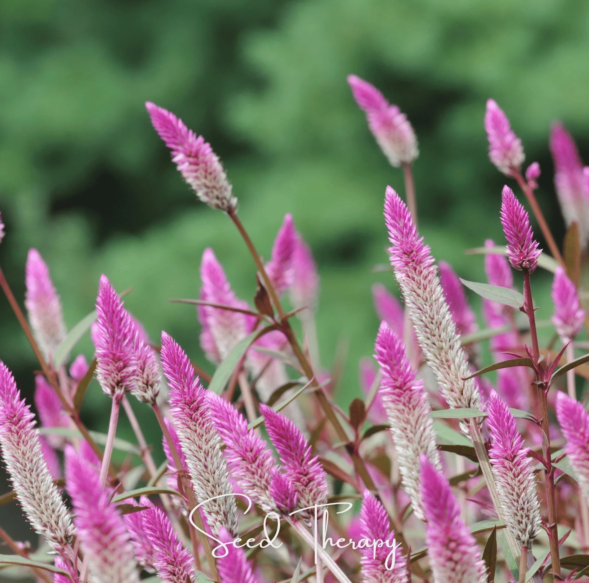Packet of Southern Seeds Silver Bloom Plumes Celosia Spicata seeds with vibrant, feather-like silver blooms.