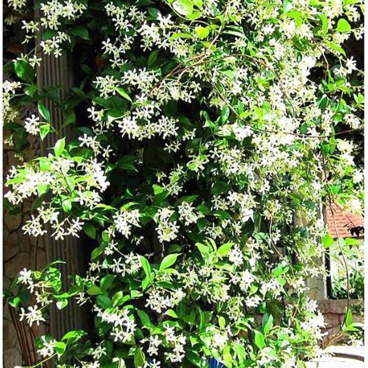 Climbing Jasmine Flower Seeds by South Mountain Nursery, evergreen fragrant seeds for fairy gardens and four-season outdoor growth.