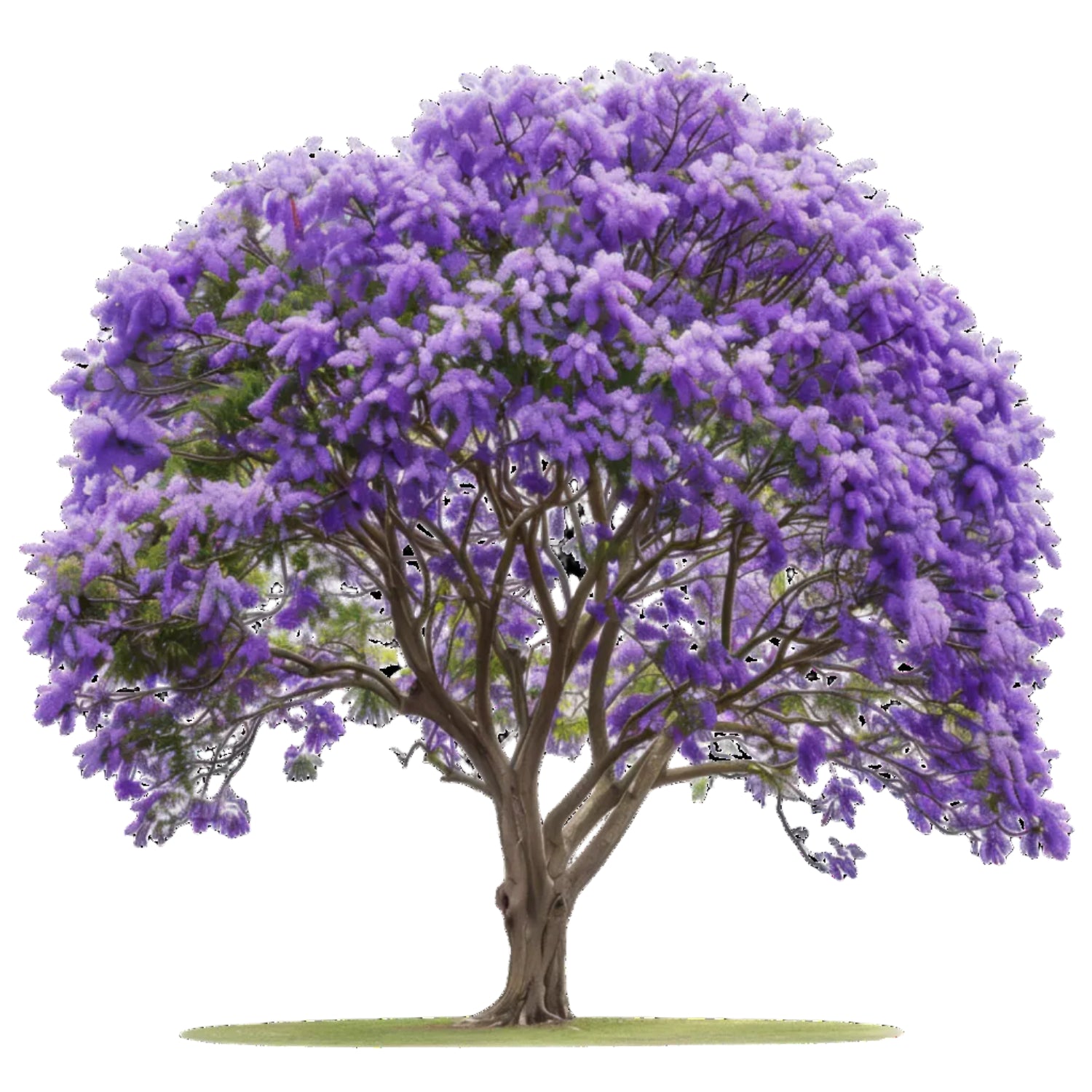 Lavender Cloud Tree seeds from South Mountain Nursery, showing a purple Jacaranda in full bloom with vibrant flowers.