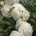Cream-colored Mooncream Ruffle Poppy seeds from Southern Seeds, showcasing vibrant poppy petals and green seed pods.