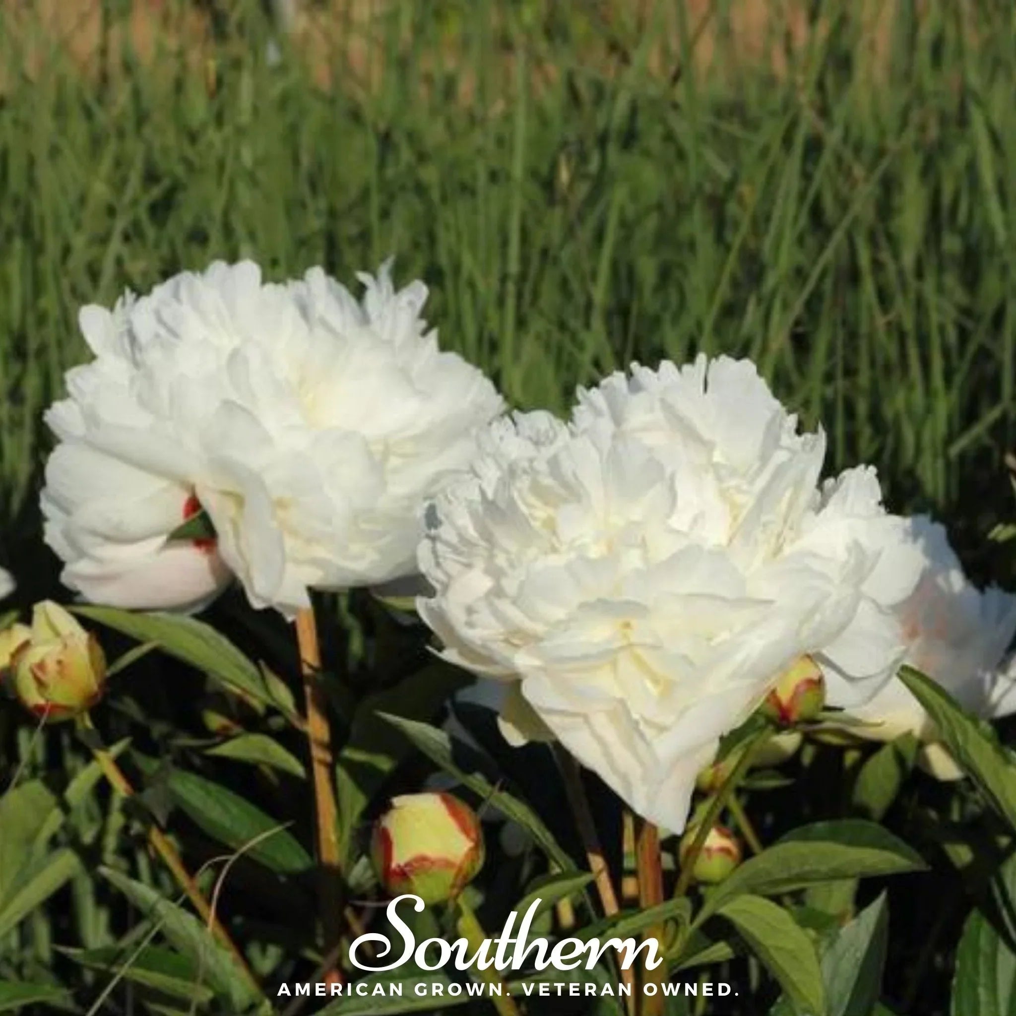 Pack of 100 Mooncream Ruffle Poppy seeds from Southern Seeds, featuring delicate cream-colored peony poppy flowers.