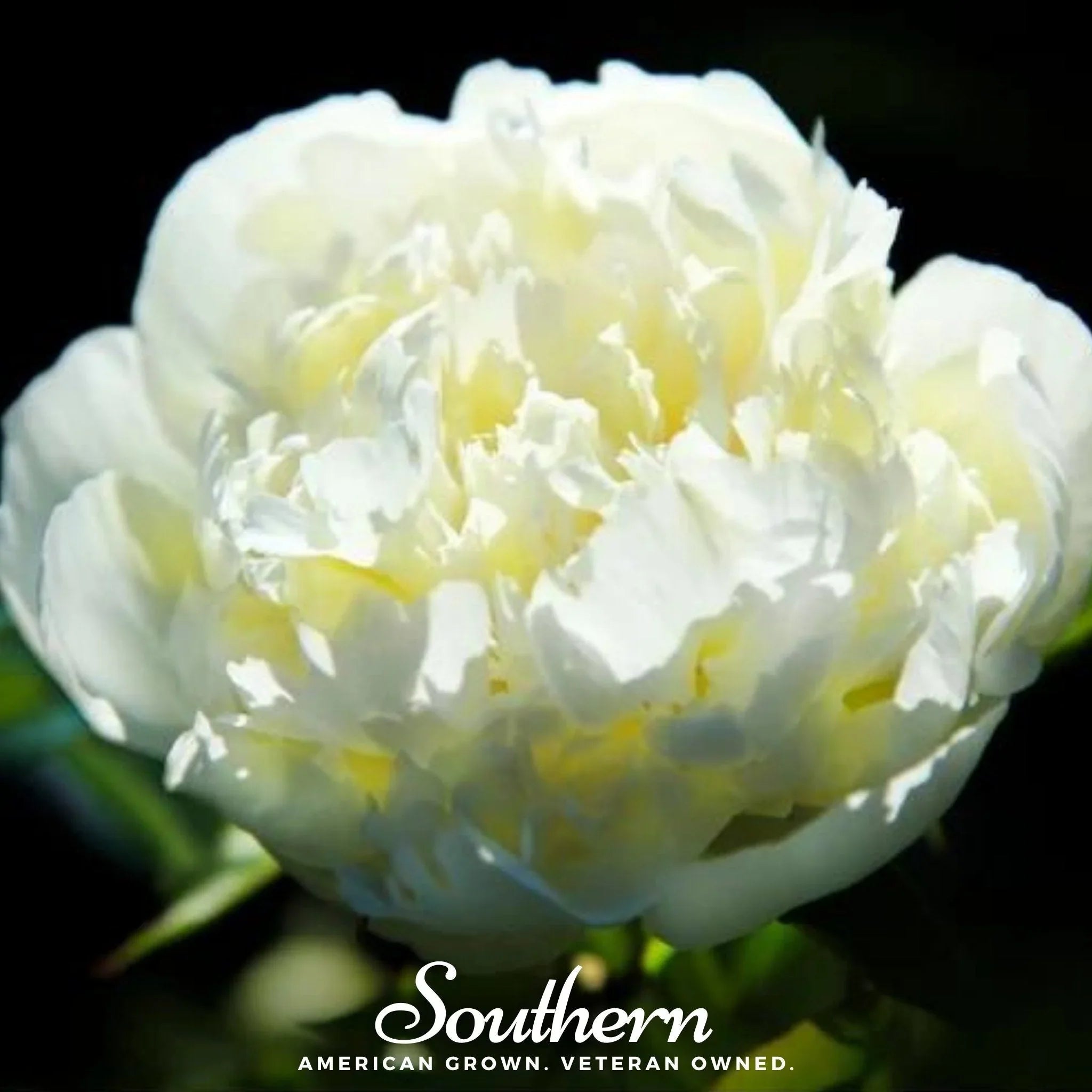 Close-up of Mooncream Ruffle Poppy seeds from Southern Seeds, showing small cream-colored poppy seeds on a neutral background.