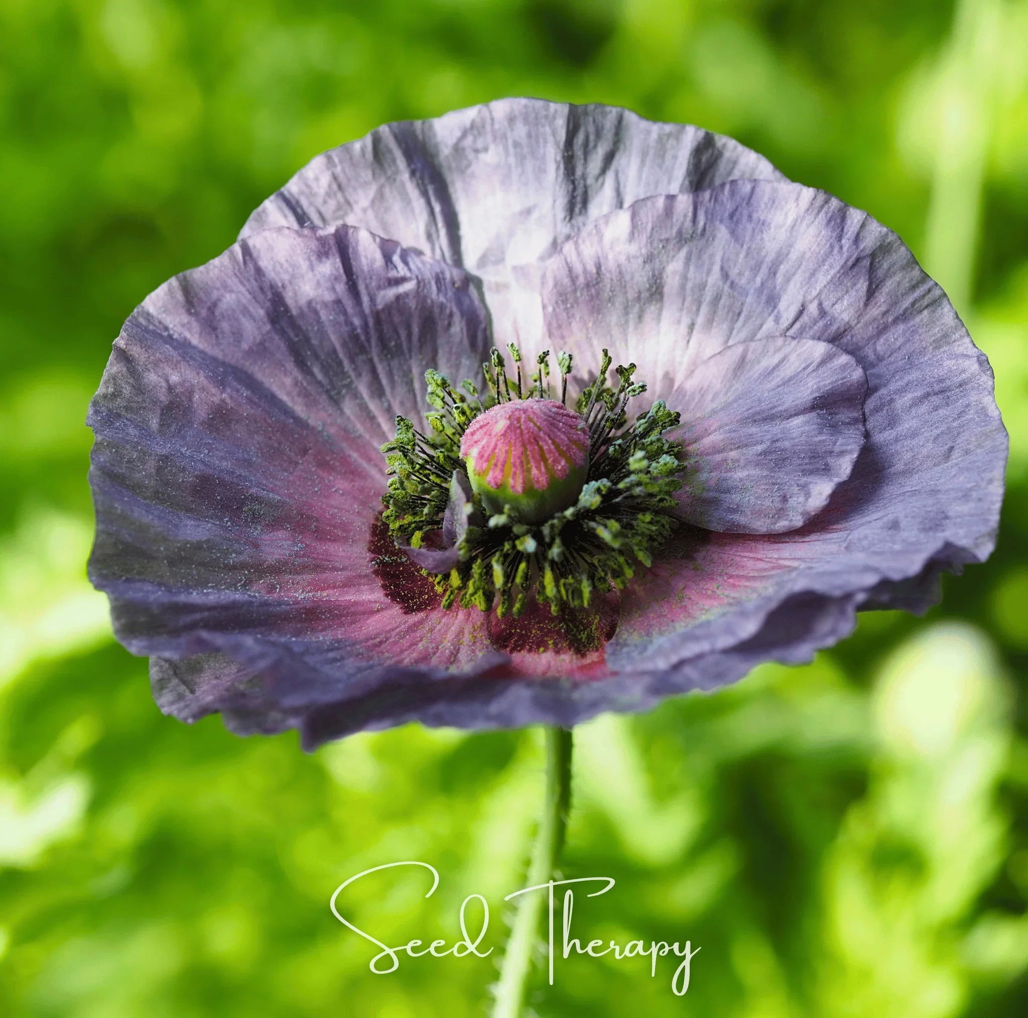 Packet of Amazing Grey Poppy seeds from Southern Seeds, featuring 25 grey poppy seeds in a seed packet.