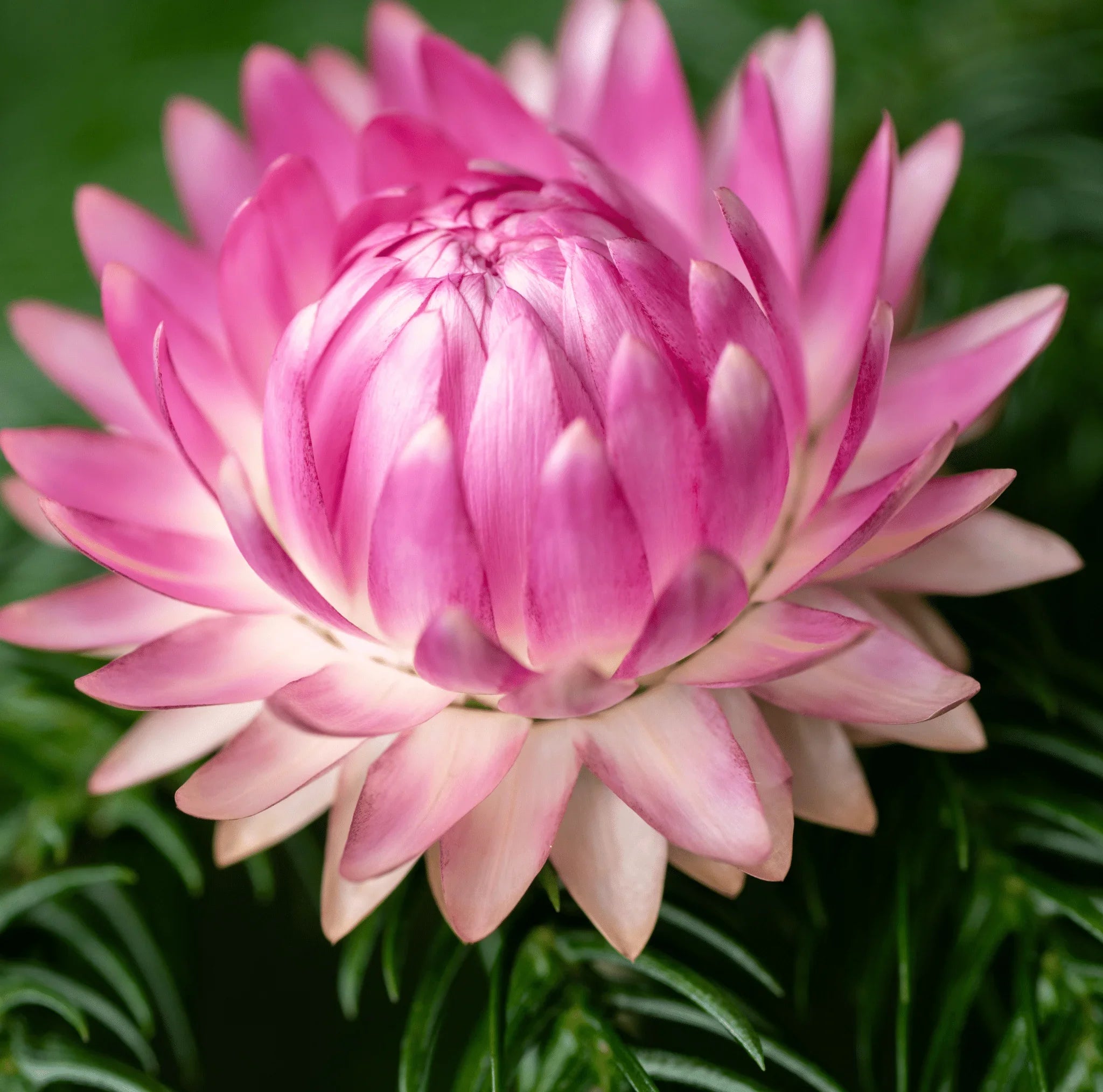 Silver Rose Strawflower seeds from Southern Seeds, packet showing 25 seeds of Xerochrysum bracteata for planting and garden beauty.