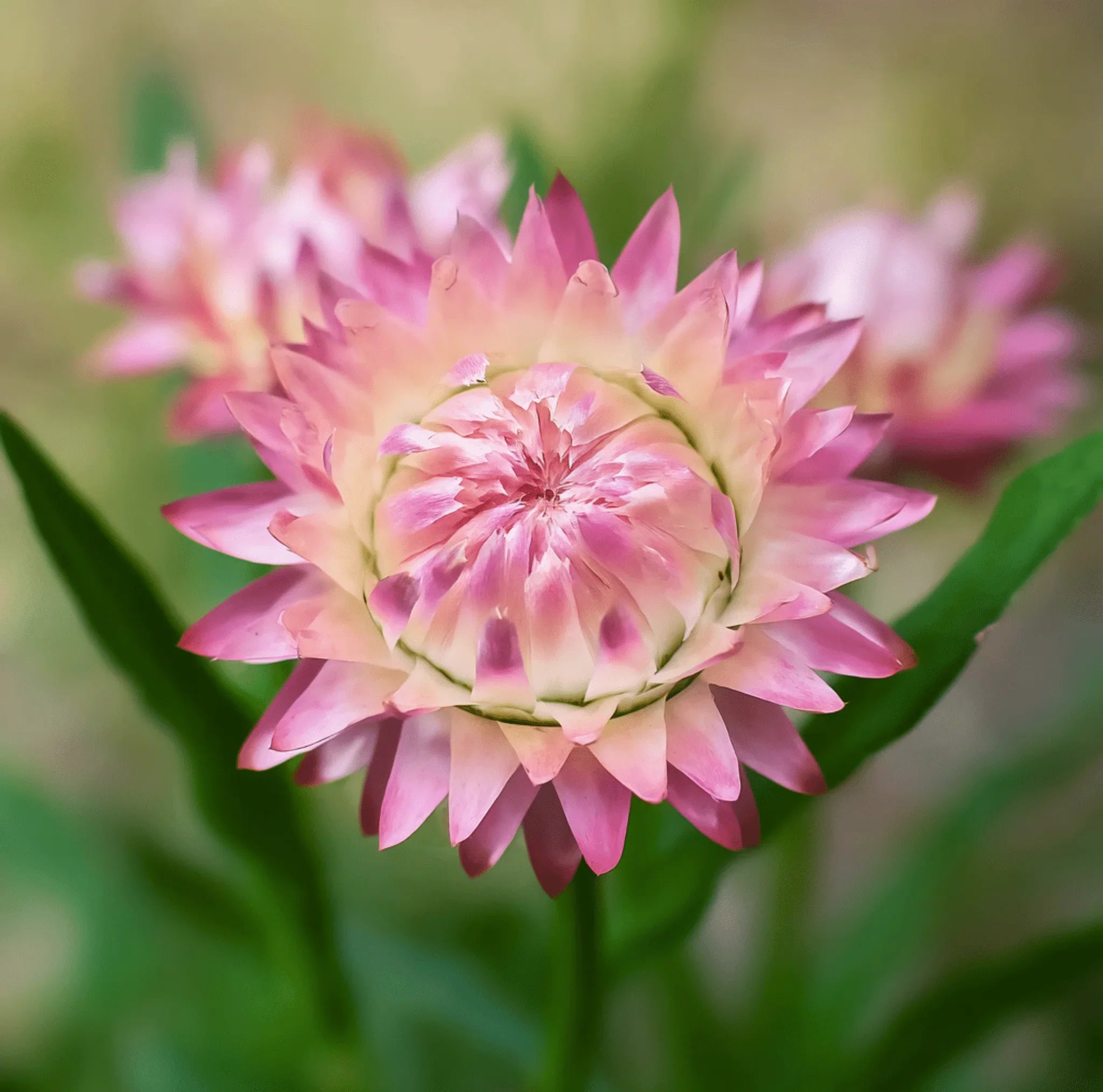 Silver Rose Strawflower seeds from Southern Seeds, showing a packet of 25 seeds for growing bright, durable strawflowers.