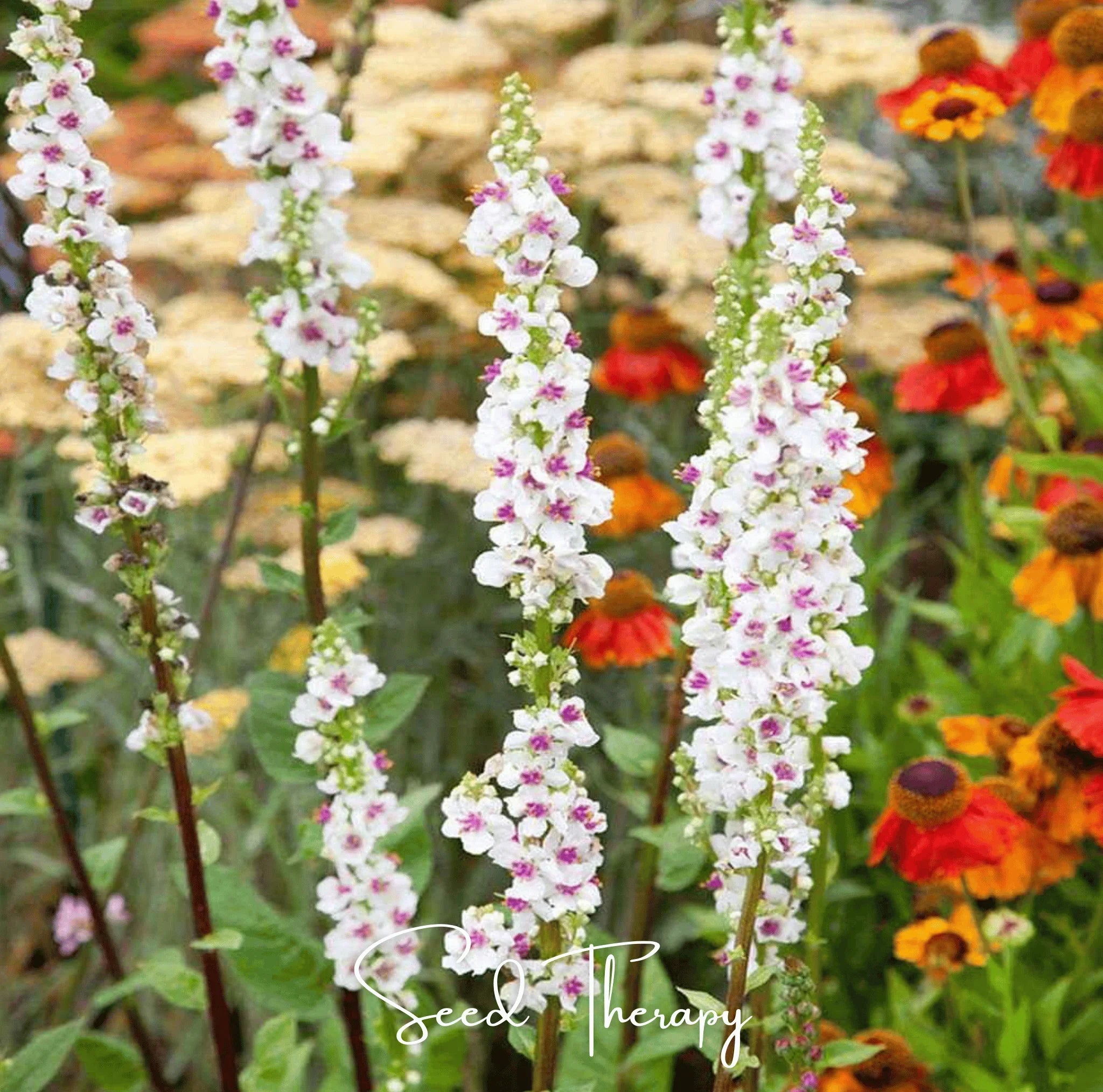 Packet of Southern Seeds Moonlit Candle Spires heirloom verbascum seeds showing vibrant seed packet for planting.