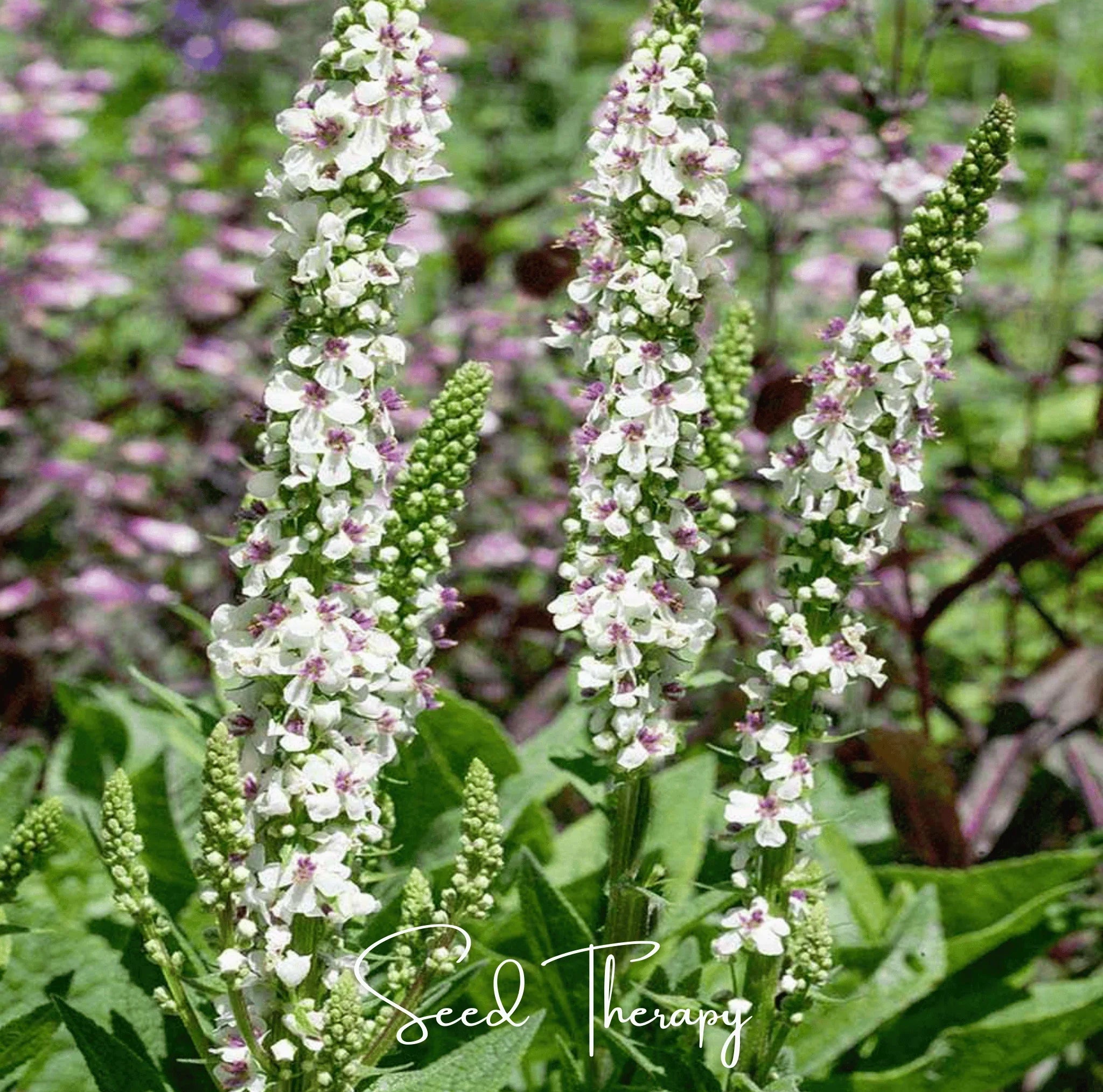 Packet of Southern Seeds Moonlit Candle Spires Heirloom Verbascum Seeds, 50-count seed packet with vibrant flower images.