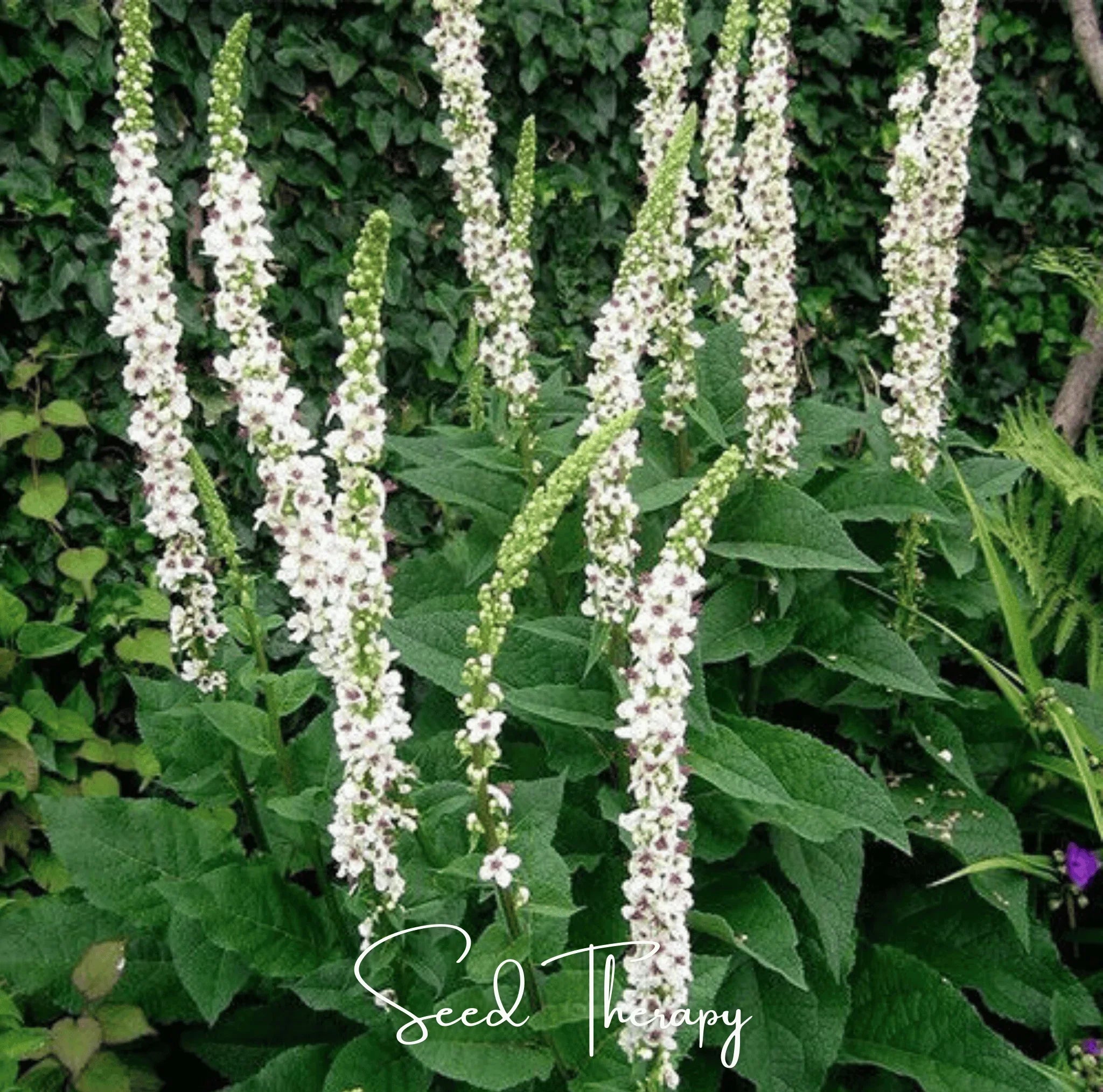 Packet of Southern Seeds Moonlit Candle Spires heirloom verbascum seeds, 50-count seed packet with vibrant flowering plant.