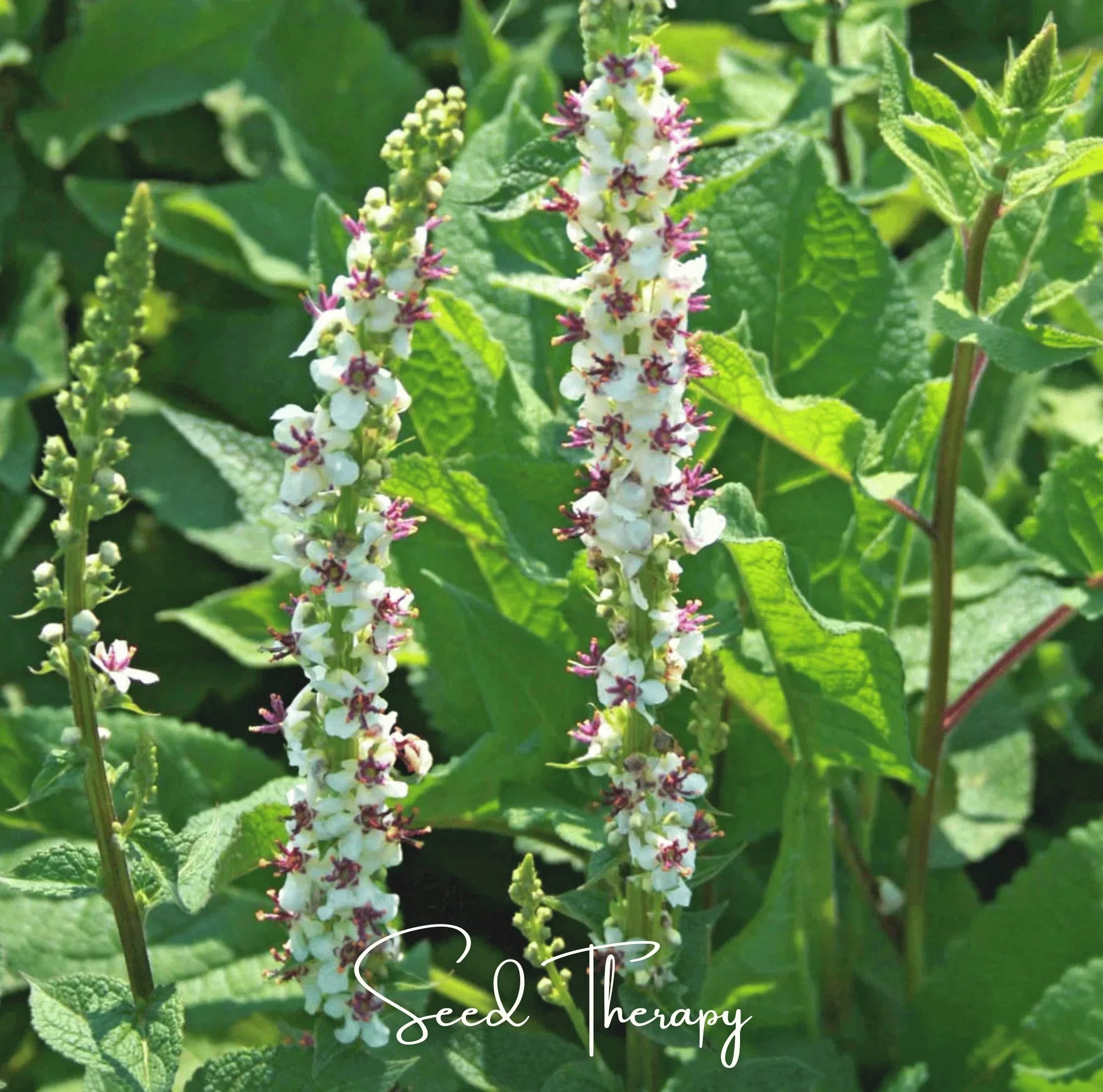 Packet of 50 Southern Seeds Moonlit Candle Spires heirloom Verbascum seeds from the Lumenwood Hollow Collection.