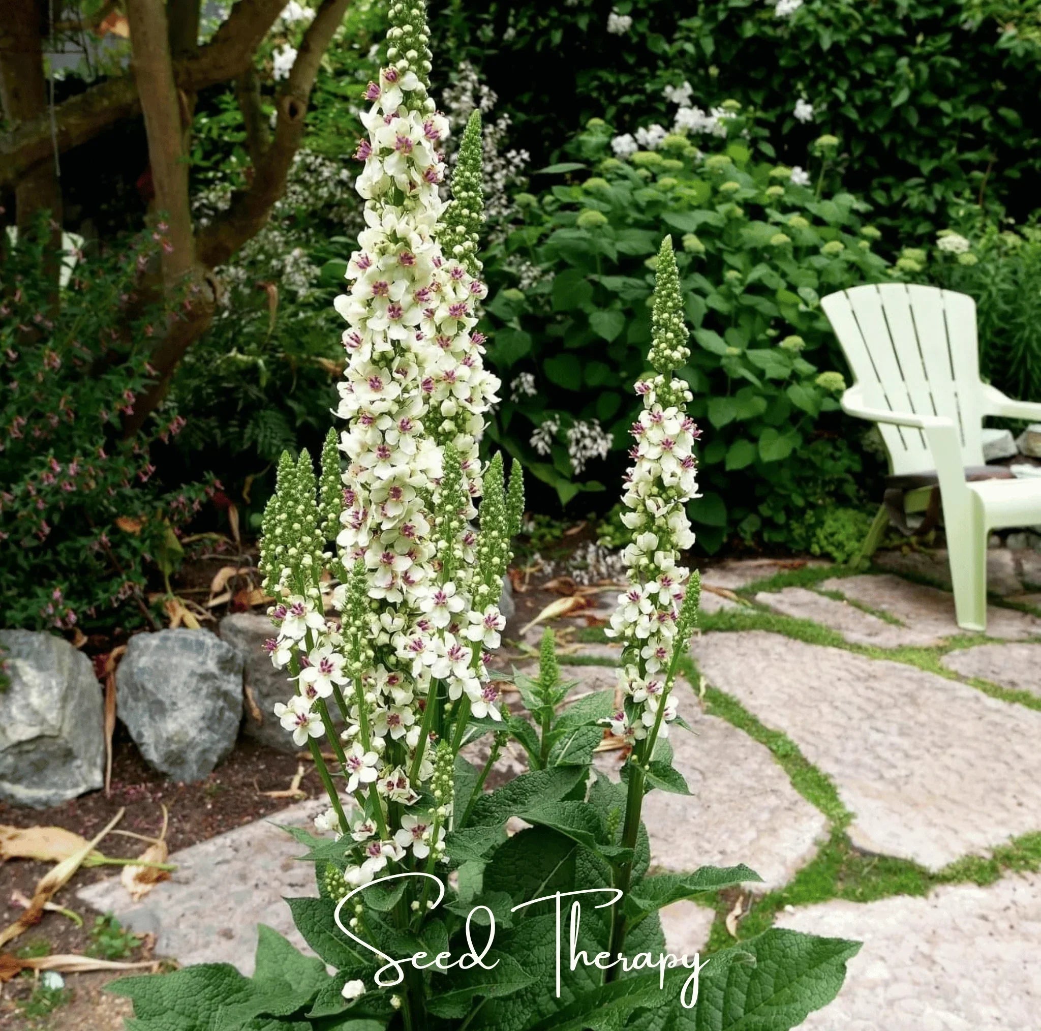 Packet of Southern Seeds Moonlit Candle Spires heirloom verbascum seeds, showcasing vibrant seed packet for garden planting